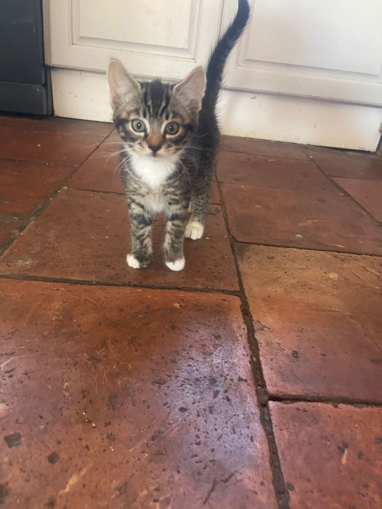 Kittens for sale