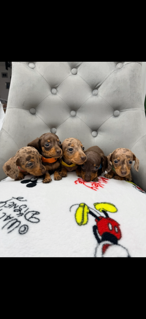 Miniature Dachshund