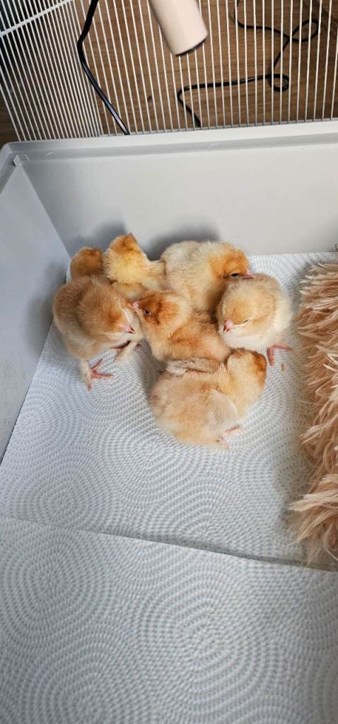 Hybrid chicks for sale 