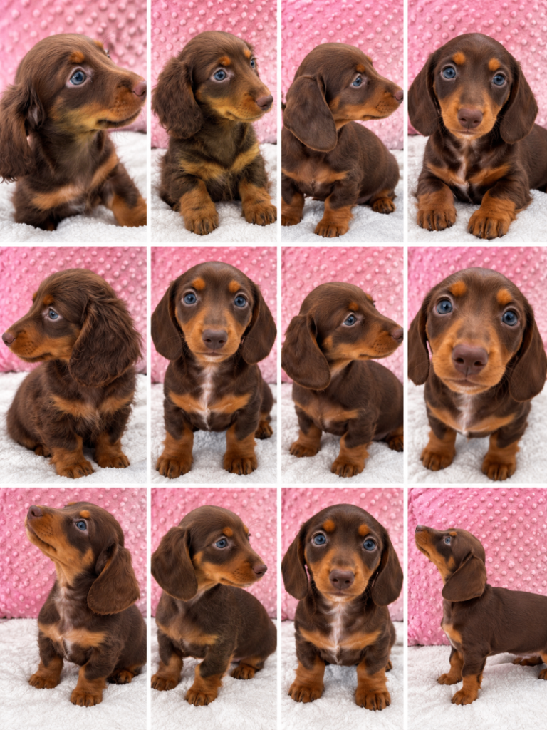 Miniature dachshund puppies 