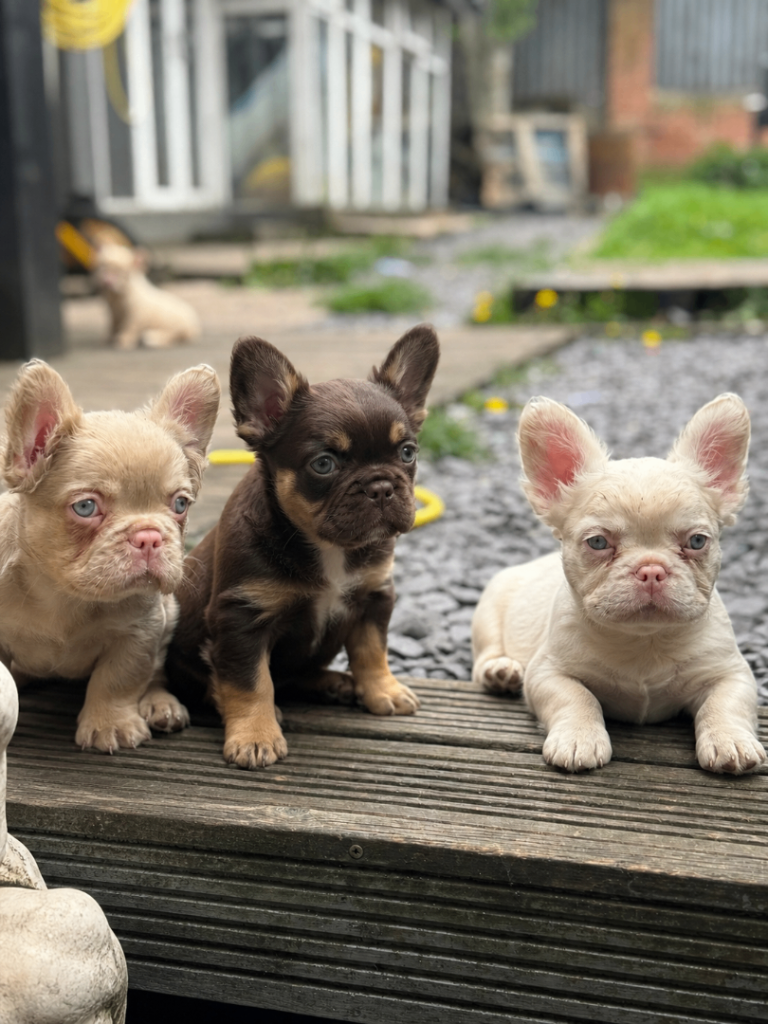 Pink Fluffy French Bulldog Puppies