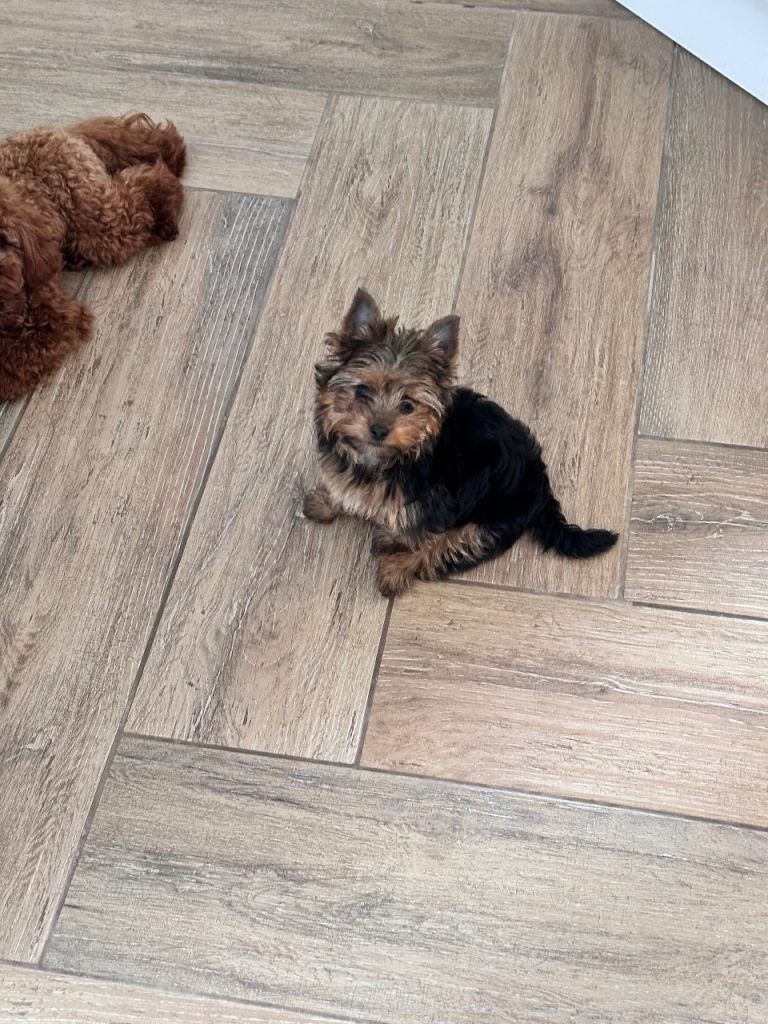 Yorkshire Terrier puppy 