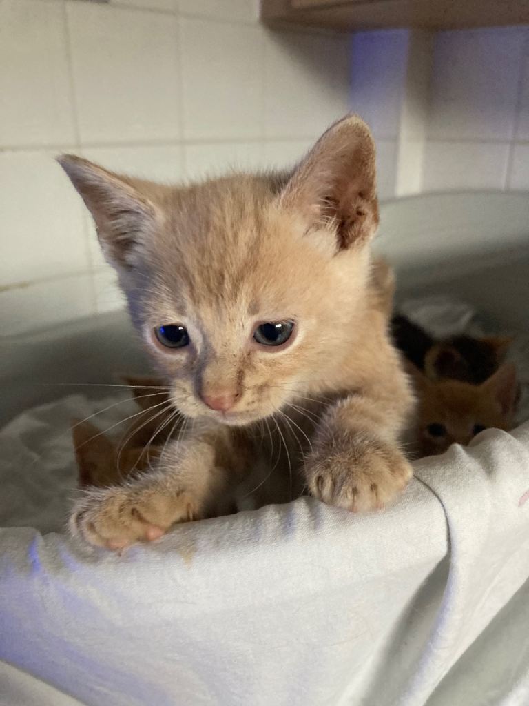 Ginger male kittens 2 left 
