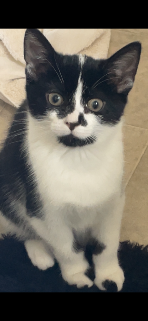 Kitten needing a new home 
