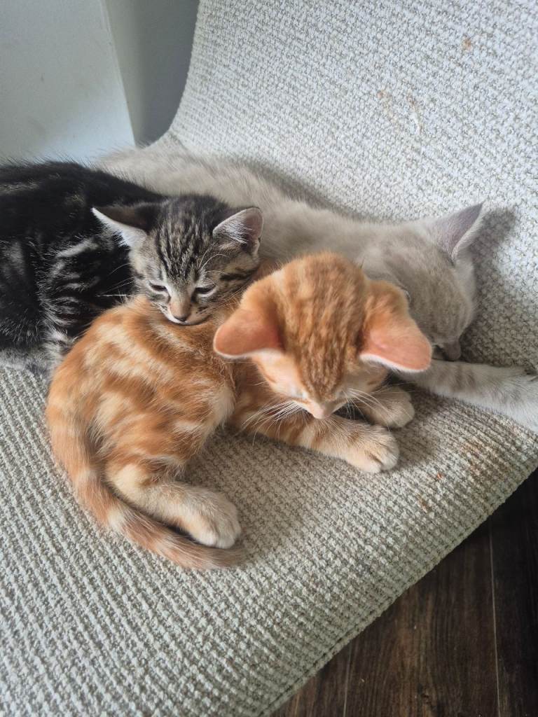 Cross bengal kittens £350