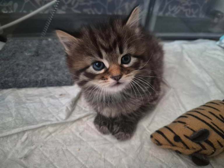 European shorthair mixed breed male kitten