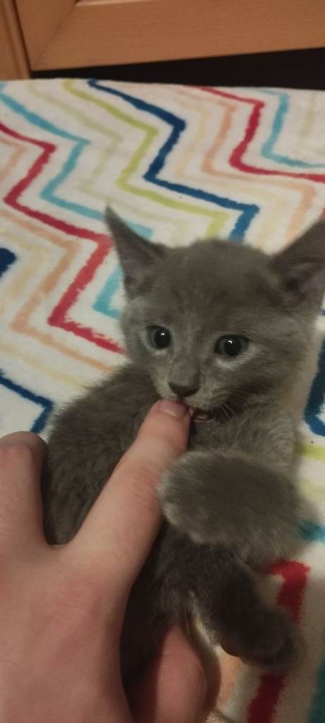 Russian blue kittens