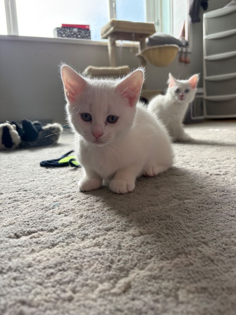 Pure white kittens (Japanese bobtail mix)