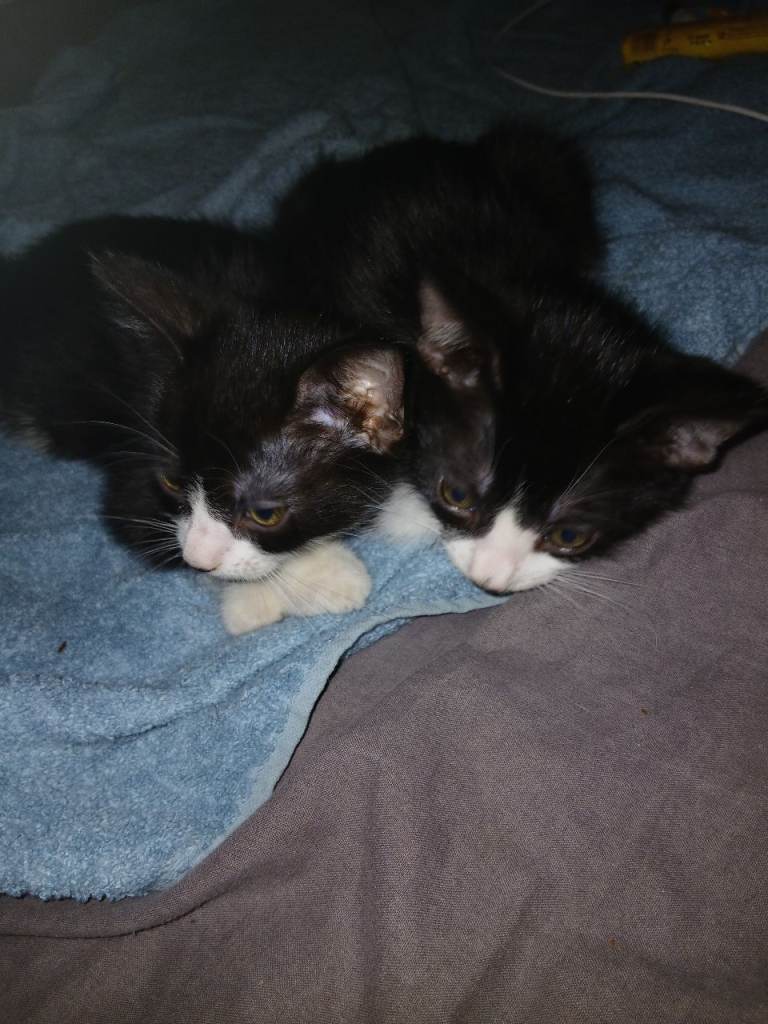 2 CUTE KITTENS IN NEED OF FAMILY 