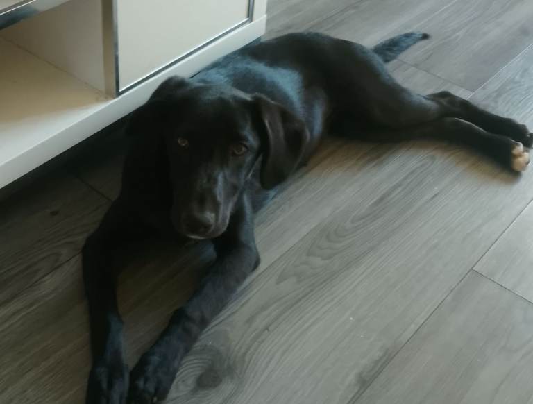 Puppy for sale