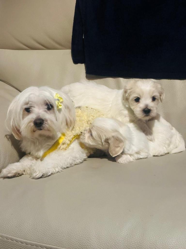 Maltese puppies 