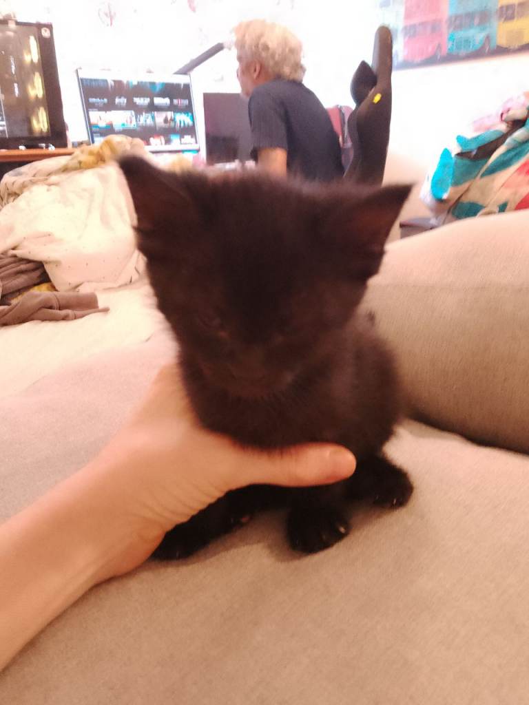 Kittens
