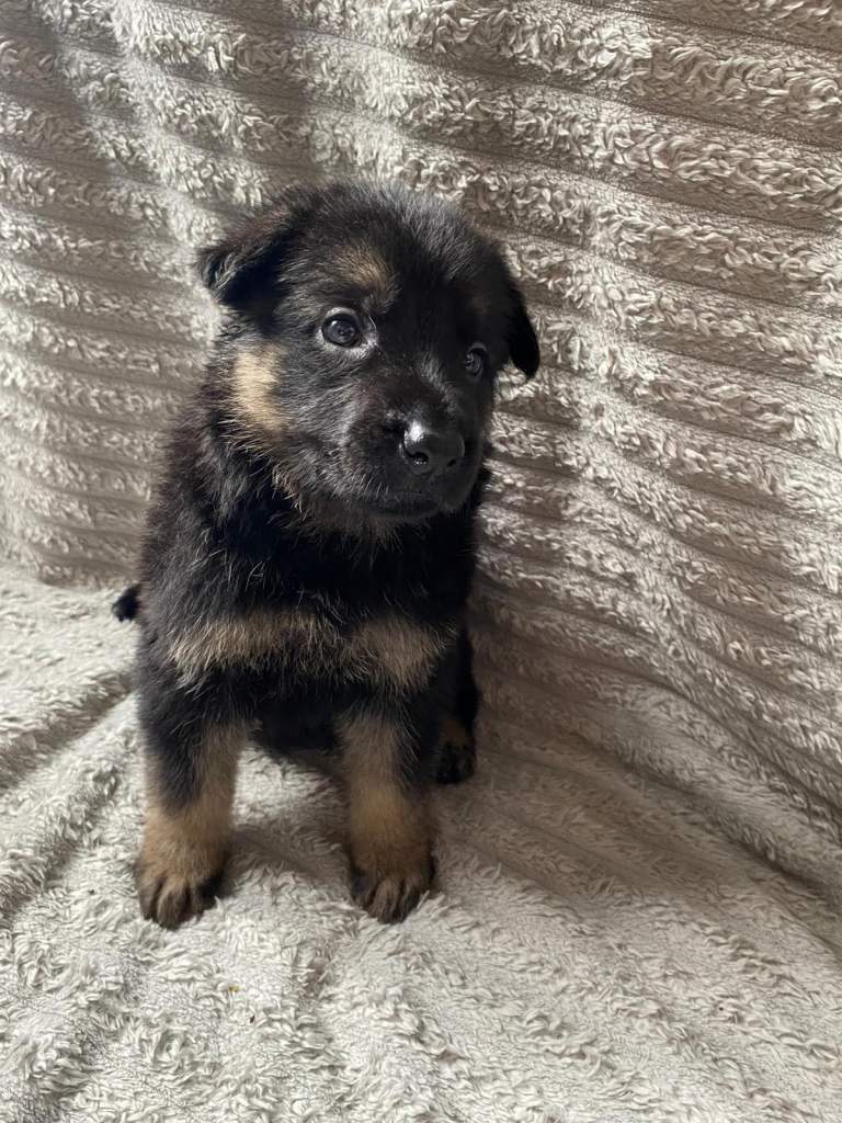German Shepherd Puppies