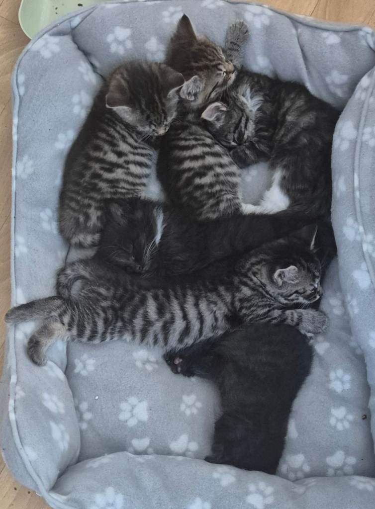 Maine coon x Tabby x Bengal kittens for sale