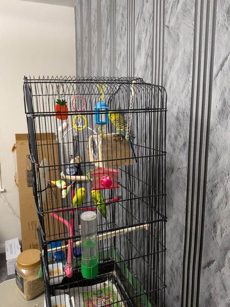 Budgie for sale 