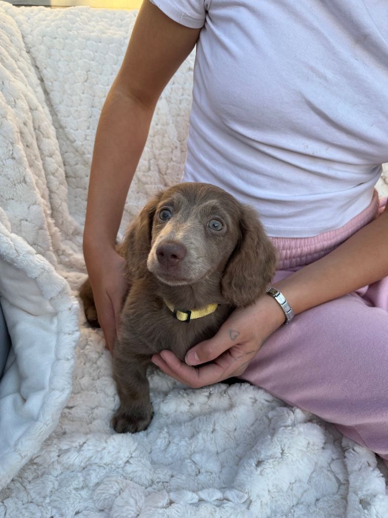2 Miniature Isabella and tan dachshunds £800-£950