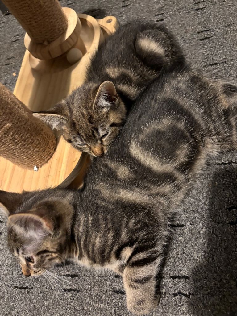 Last Female Kitten Left, Ready To Leave
