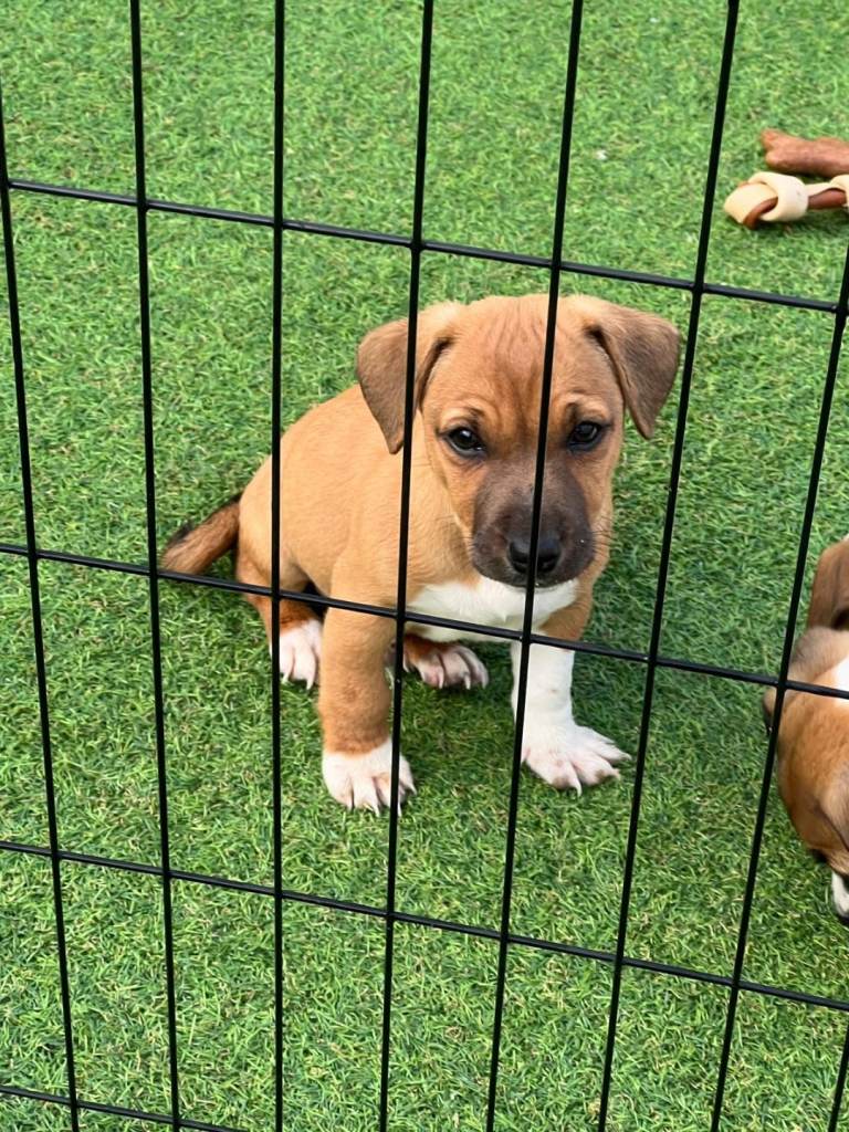 Boy puppy