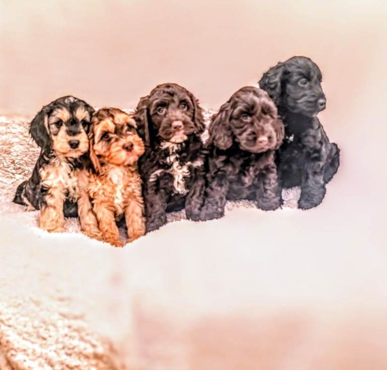 GENUINE F1, SHOW TYPE COCKAPOO.