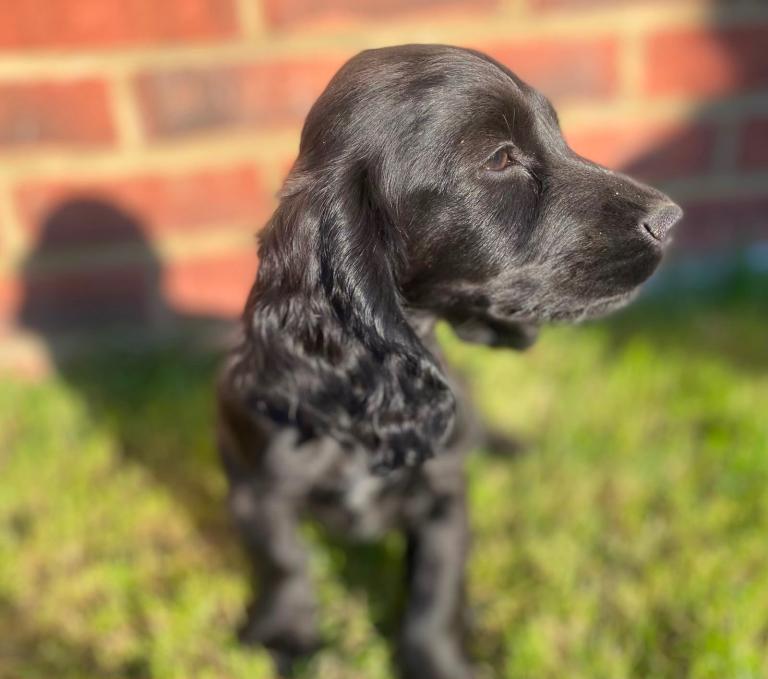 Pedigree Cocker Spaniel Puppies