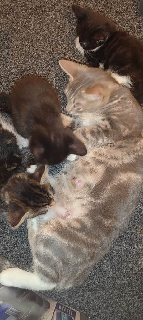 Kittens 