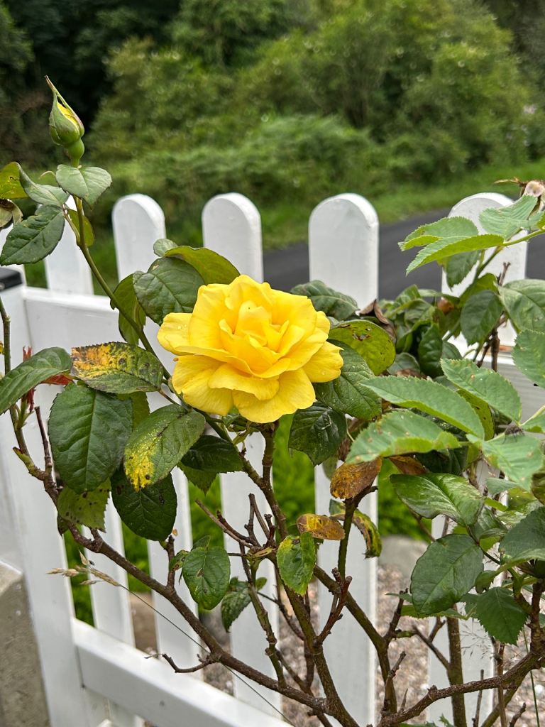 Advanced Higher Biology Higher National 5 tutor