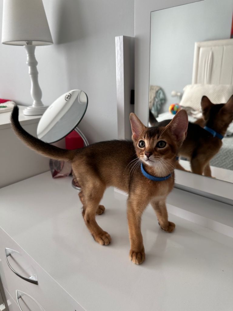 Abyssinian kittens ready to go🌟