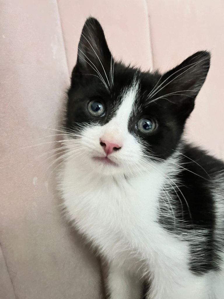 Kittens looking for their forever home 