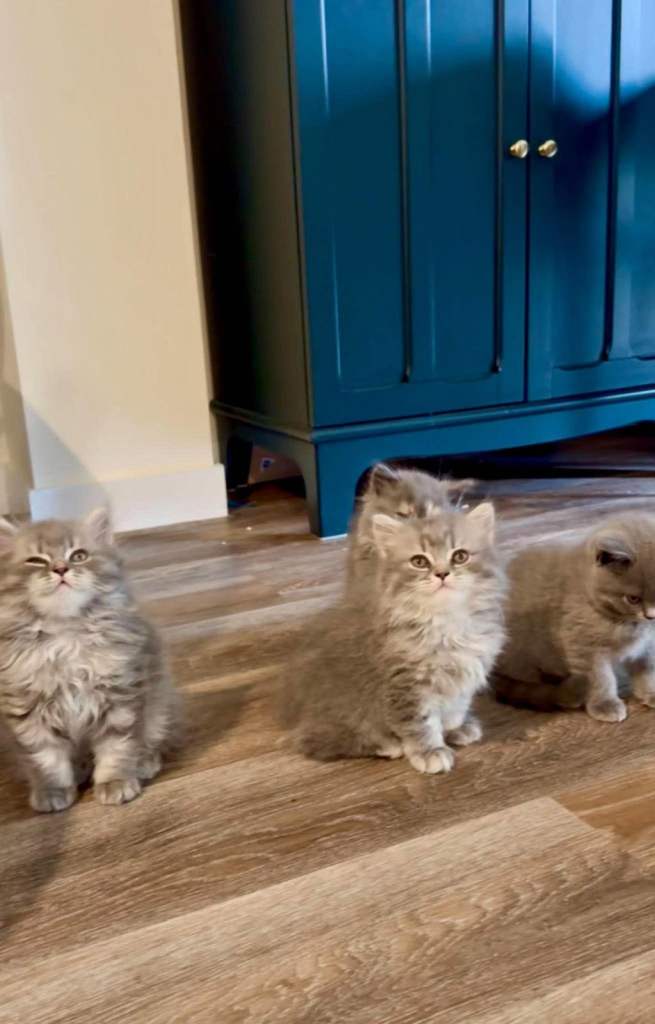 Beautiful British Longhair & Shorthair Kittens