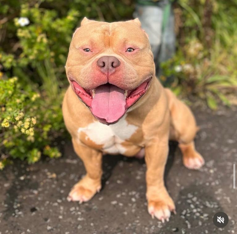 4 Year Old Pocket Bully – Belfast