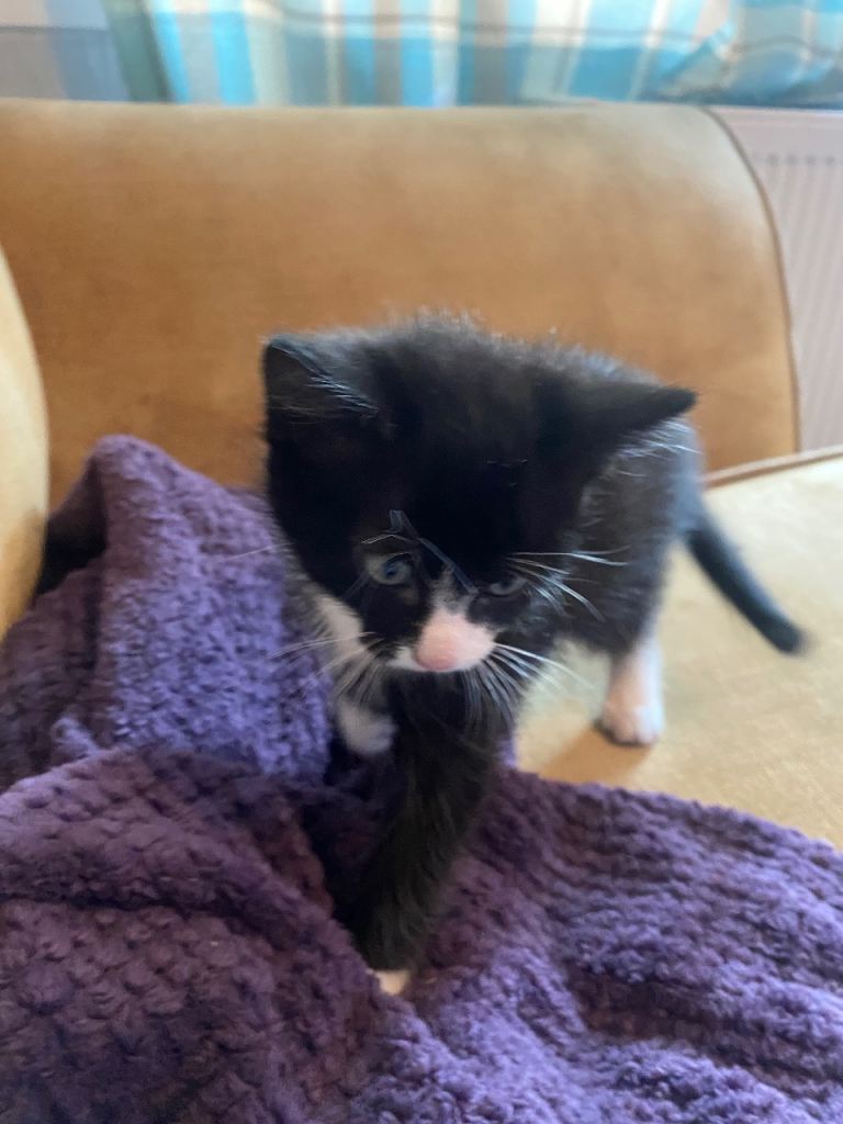 Kittens for sale