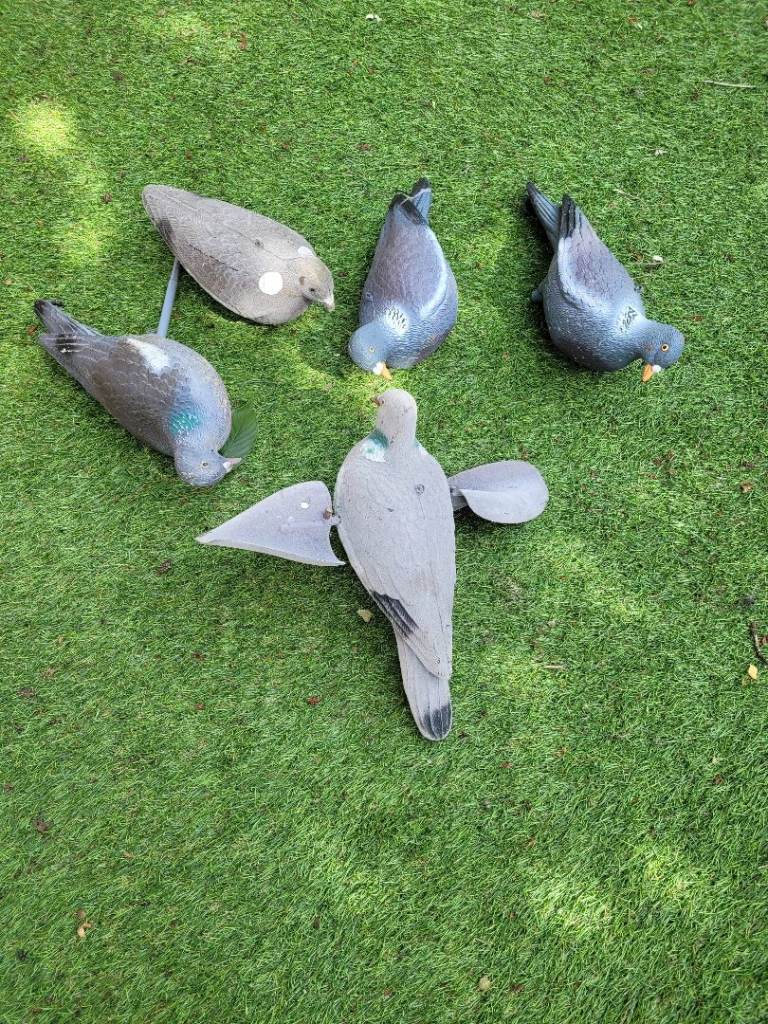 Decoy pigeons 