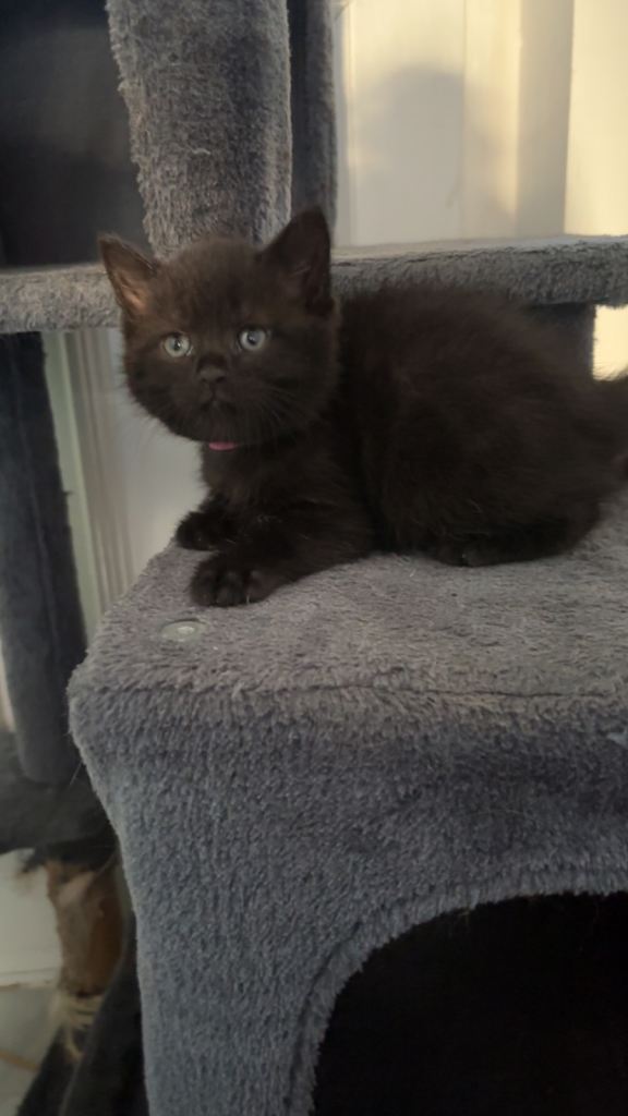 British Shorthair X Kittens 