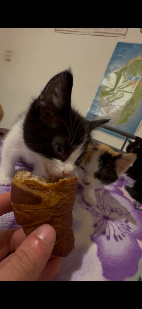 Kittens for sale