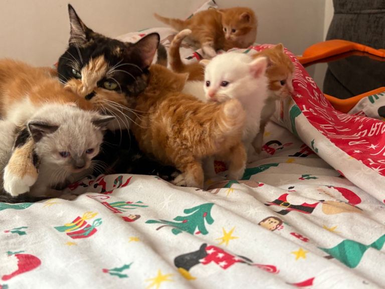Kittens 