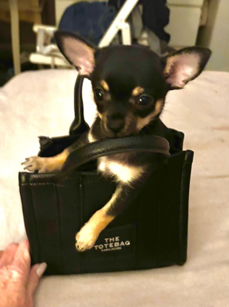 Full Breed Chihuahua Male Puppy For Sale 