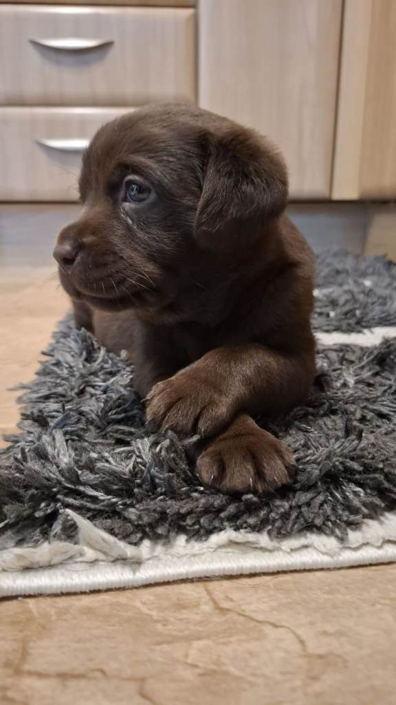 🐾 Exceptional Chocolate Labrador Puppies – Champion Bloodlines & Premium Pedigree 🐾