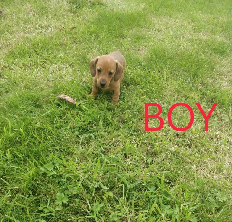 Miniature dachshund puppies 