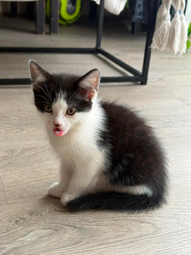 2 female kittens for sale 