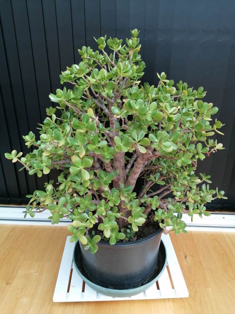 Crassula Ovata - Jade Plant – Friendship Tree - Very Large