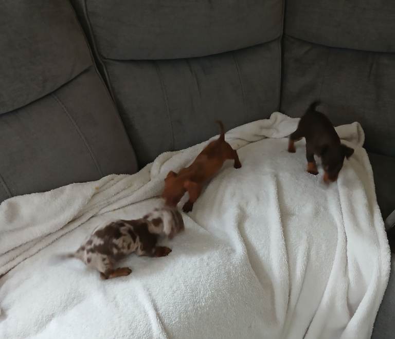Miniature  Dachshund puppies 