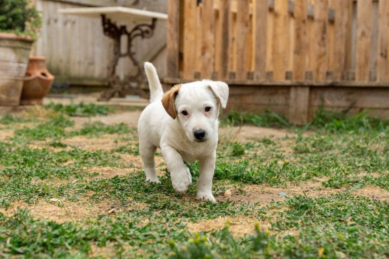 Jack Russel puppies 
