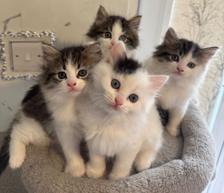 Beautiful Ragdolls kittens