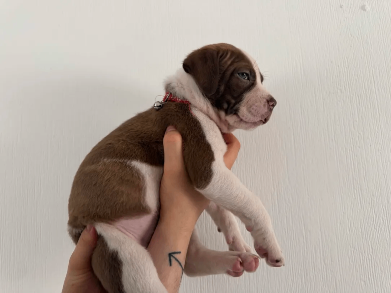 (READY TO VIEW NOW) American Bulldog puppies in Aviemore