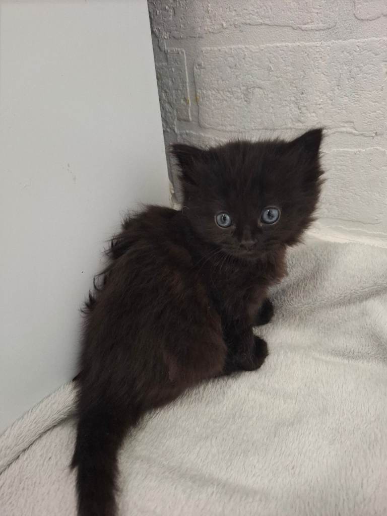 Black kittens