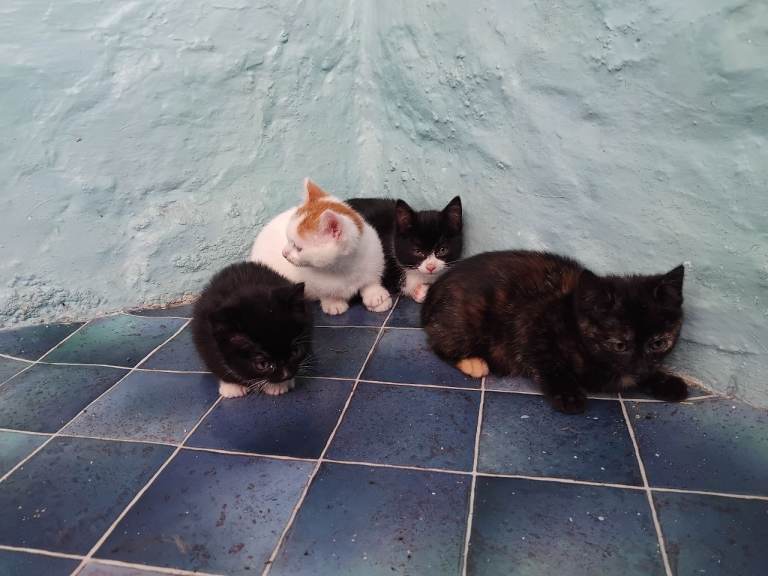 Beautiful mixed breed kittens