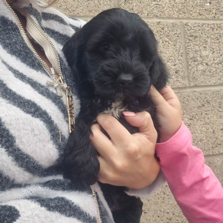 F1 Extensively health tested  show cockerpoo puppies