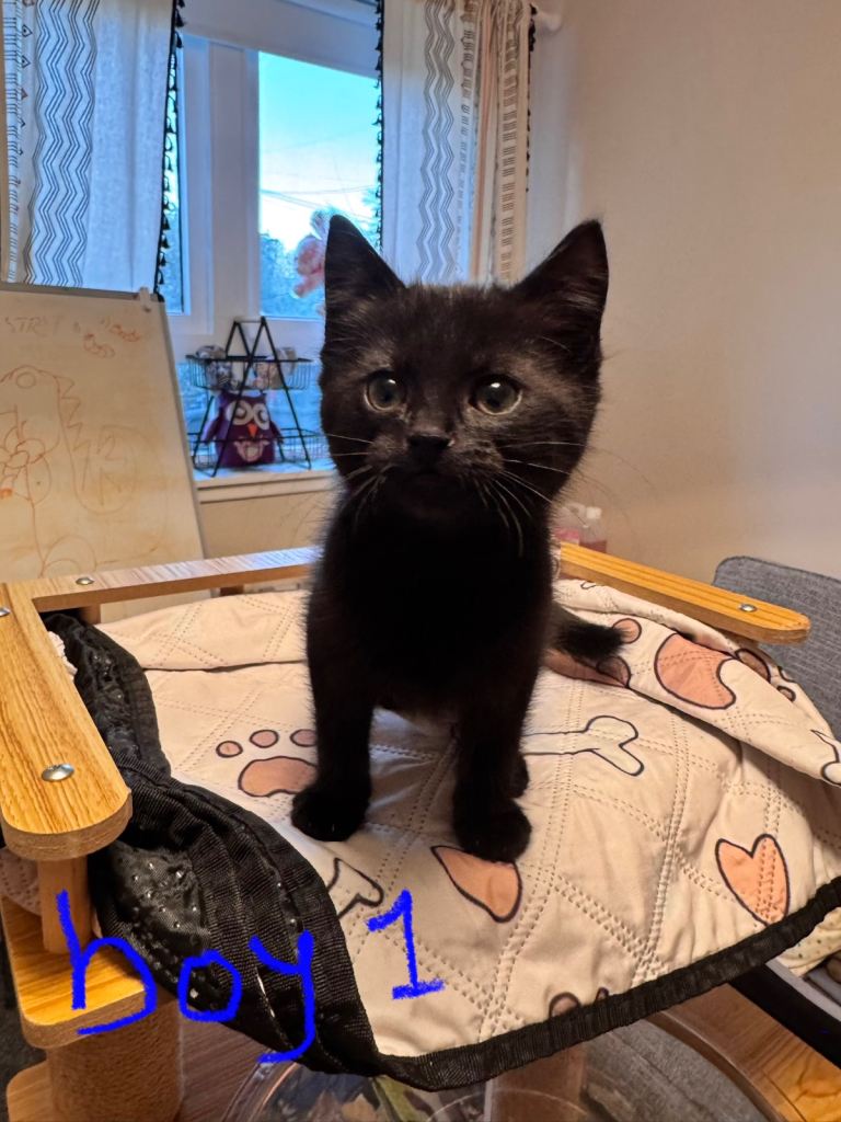 5 Maine Coon x Domestic Shorthair Kittens – 2 Boys, 3 Girls – Loving Homes Only