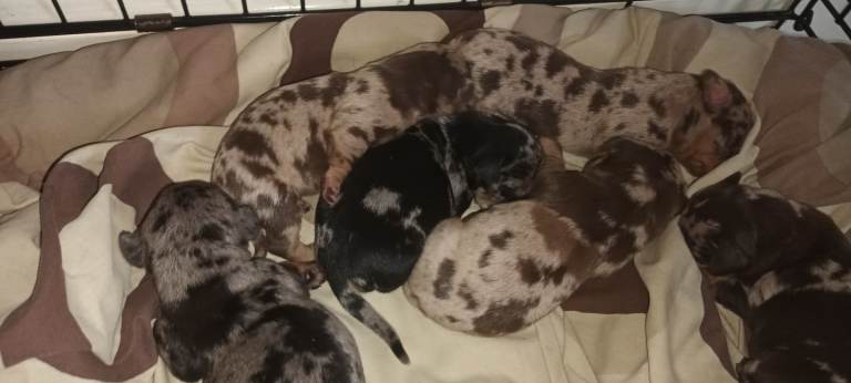 Dachschund puppies 