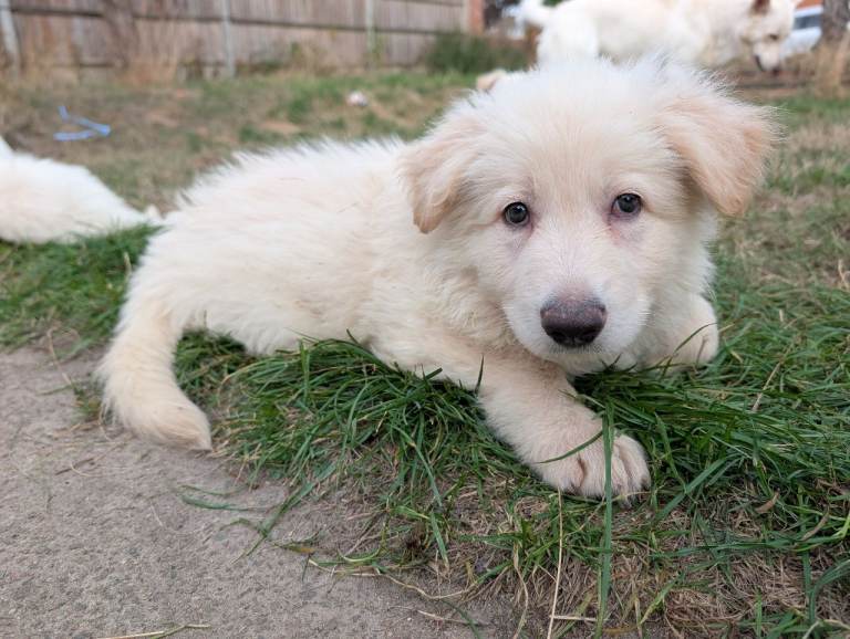 White Pedigree German Shepherd Puppies